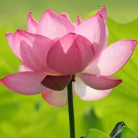 快救花花