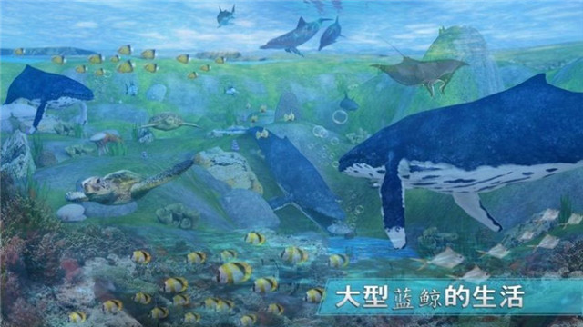 天天养鲸鱼